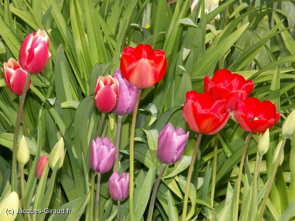 2005-04-11 14-08-38 Nature 200,0mm 1_160_eme F11,0 0063.JPG